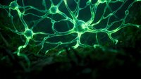 Green glowing neuron network with synaptic connections in dark background for medical research, neuroscience education and brain study presentations.
