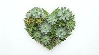 Heart shape arrangement of green succulents and ferns on white background, symbolizing nature love for cards, decor, and eco design.