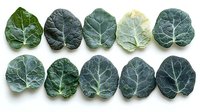 Fresh green ivy leaves arranged in two rows showing natural variation in size and color, isolated on white background for botanical and design projects.