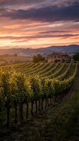 Vineyard rows at golden hour with rustic stone villa and rolling hills under dramatic sunset sky, perfect for wine industry and travel marketing.