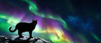 Cat silhouette against vibrant aurora borealis with green and purple lights dancing across starry night sky over rocky landscape for nature photography.