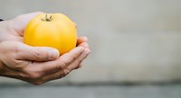 Hands holding fresh yellow tomato against neutral background, suitable for organic produce, healthy eating, and agriculture marketing materials.