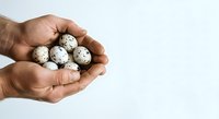 Hands holding quail eggs isolated on white background, suitable for food, nutrition, cooking, and culinary design projects.