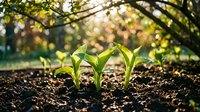 Young green seedlings emerging from rich dark soil in sunlit garden with warm bokeh background for spring growth and new life concepts.