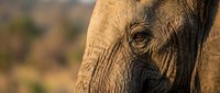 Close-up portrait of African elephant with detailed wrinkled skin texture and wise eye in warm golden light for wildlife photography and nature content.