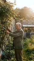 Senior man tending climbing ivy on garden wall during golden hour sunlight, wearing olive cardigan in residential backyard setting with stone cottage.