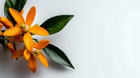 Vibrant orange kumquat fruits with glossy green leaves on white background, minimalist food photography for culinary blogs and healthy eating content.