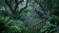 Black cat standing on wooden fence in lush garden with flowering plants and trees, suitable for pet, nature and outdoor lifestyle content.