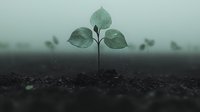 Young green seedling with three leaves emerging from dark soil against misty background, symbolizing growth, renewal, and environmental sustainability.