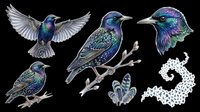 Iridescent starling bird set isolated on transparent background, featuring flying, perched, and close-up poses with feathers, ready for stickers, clipart, and t-shirt design.