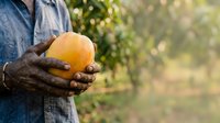 Farmer holding fresh orange fruit in hands at harvest time in orchard garden outdoors.