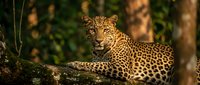 Majestic leopard resting on tree branch in natural habitat with spotted coat pattern and intense gaze. Wildlife photography showcasing big cat predator in forest environment.