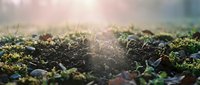 Young green plant seedling emerging from rich dark soil with warm sunlight creating bokeh effect in natural garden setting for growth concepts.