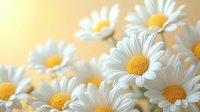 Fresh white daisies with yellow centers against soft beige background in macro photography, creating dreamy spring atmosphere for floral and nature designs.