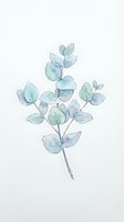 Watercolor eucalyptus branch with soft green and blue leaves isolated on white background, ready for design projects, invitations, and botanical artwork.