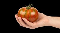 Hand holding a ripe striped heirloom tomato, isolated on transparent background. Ready for food, farm, and garden clipart, stickers, t-shirt design, and print on demand use.