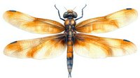 Orange dragonfly with translucent wings and detailed body structure on white background, watercolor style illustration showing intricate wing patterns and natural coloring.