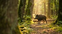 Wild boar family with piglets walking through sunlit forest path among moss-covered trees in natural woodland habitat for wildlife photography.