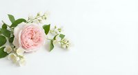 Soft pink rose with white flowers and green leaves arranged on clean white background for wedding invitations, greeting cards and romantic designs.