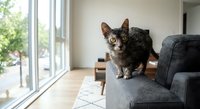 Adorable tabby kitten sitting on gray sofa in bright modern living room with large windows. Cute domestic cat pet in contemporary home interior design.