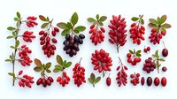 Collection of red autumn berries and leaves arranged on white background including barberry, rose hips, and elderberry with natural foliage for botanical study.