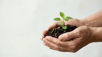 Hands gently holding small green plant seedling with soil, symbolizing growth, care, environmental protection and new life beginning.