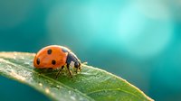 Red ladybug beetle crawling on green leaf with water droplets against soft turquoise background. Natural macro photography for spring garden concepts.