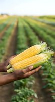 Farmer holding fresh yellow corn cobs with green husks in hands against blurred agricultural field rows in background, showcasing harvest and farming produce.