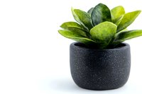 Green succulent plant in modern black speckled ceramic pot against white background, minimalist home decor composition for interior design and gardening concepts.