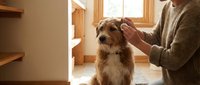 Man in cozy sweater gently petting adorable mixed breed dog by sunny window in warm home interior. Perfect for pet care and companionship content.