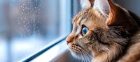 Ginger cat with bright blue eyes gazing thoughtfully through window in morning light, side profile view showing whiskers and fur detail. Perfect for pet care themes.
