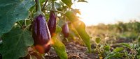 Fresh purple eggplants growing on plant in organic vegetable garden during golden hour sunset light for healthy cooking and farm-to-table cuisine.