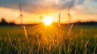 Golden sunburst through tall grass blades at sunset creates magical atmosphere in rural meadow, sun rays illuminate natural landscape with warm orange glow.