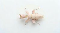 Pale pink insect specimen with elongated body and six legs displayed from above on white background for entomology research and educational materials.