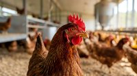 Brown hen with red comb in modern poultry farm facility with other chickens in background for agricultural and farming content.