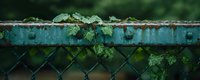 Green ivy leaves growing on rustic turquoise metal fence with diamond pattern mesh, creating atmospheric urban nature composition against dark background.