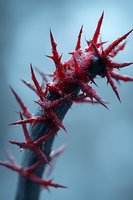 Red thorns on dark stem against blue background, dramatic macro photography showing water drops and sharp spikes in vivid detail. Suitable for nature and abstract designs.
