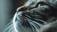 Close-up macro shot of cat whiskers and nose in soft natural lighting, showing detailed texture of fur and sensitive facial features against blurred background.