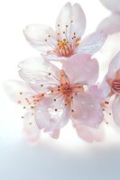 Delicate pink cherry blossoms with soft petals and golden stamens in macro view against blurred light background, creating dreamy spring atmosphere.