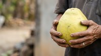 Farmer holding large yellow jackfruit in hands, showcasing fresh tropical produce harvest for agriculture, farming, and food industry projects.