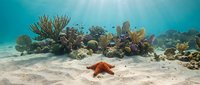 Vibrant coral reef ecosystem with orange starfish on sandy ocean floor, tropical marine life, underwater seascape for educational and environmental content.