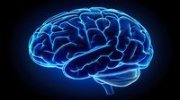 Glowing blue neon brain illustration on black background shows detailed anatomical structure with luminous effect, suitable for medical and educational presentations.