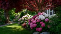 Lush garden pathway with vibrant pink and white hydrangea flowers blooming under red maple trees, creating a serene summer landscape for home gardening inspiration.