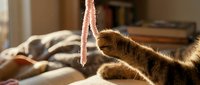 Tabby cat playing with pink ribbon toy on bed, interactive pet playtime and feline entertainment.