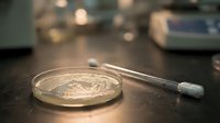 Laboratory petri dish with bacterial culture and inoculation loop on dark surface in scientific research environment for microbiology studies.