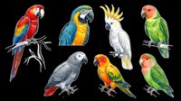 Seven colorful parrot species illustrated in detailed pencil style, isolated on transparent background. Great for stickers, t-shirt design, clipart, and print on demand.