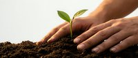 Hands of a Caucasian person planting a young green seedling in rich dark soil, symbolizing growth, sustainability, and environmental care.