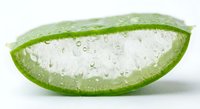 Fresh aloe vera leaf slice with water droplets showing natural gel texture for skincare and wellness applications on white background.