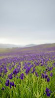 Purple wildflower meadow stretching across rolling hills under soft overcast sky creating serene natural landscape for spring seasonal content.