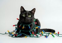 Black cat wearing colorful holiday lights and garland on white background, isolated for festive greeting cards, holiday marketing, seasonal promotions, and celebration designs.